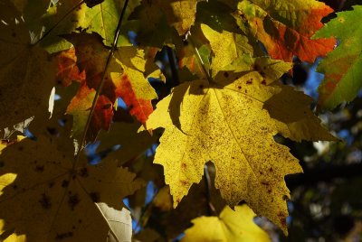 Yellow And Shadow