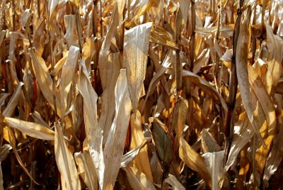 Corn Leaves At Sunset