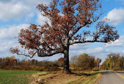 The Old Oak Conquers All