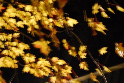Blowing Leaves, Autumn Night