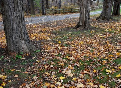 A Quiet Autumn Road