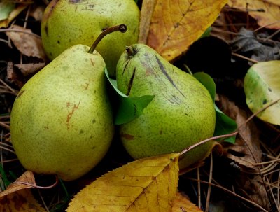 Wild Pears In The Woods