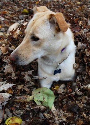 Incognito In A Leaf Pile