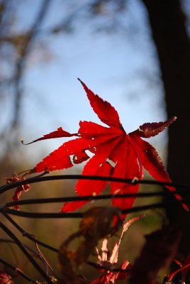 Japanese Maple Leaf, November Twilight