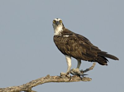 Osprey_D2X8050.jpg