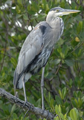 GBH_D2X8018.jpg
