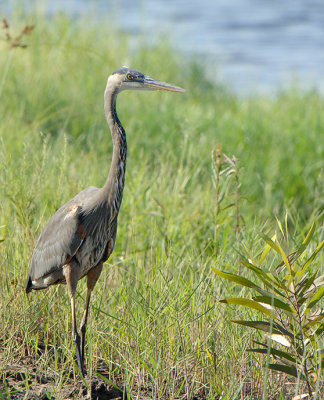 GBH_D2X8191.jpg