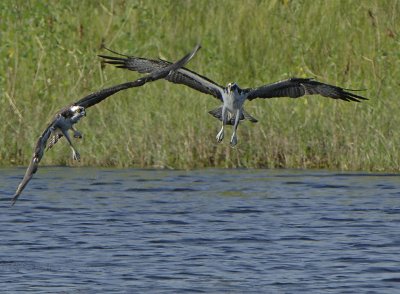 2Osprey_D2X8174.jpg
