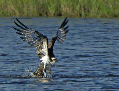 Osprey_D2X8181.jpg