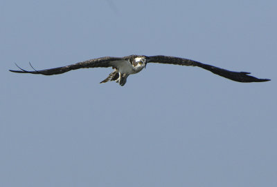 Osprey_D2X8200.jpg