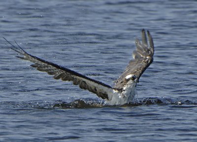 Osprey_D2X8203.jpg