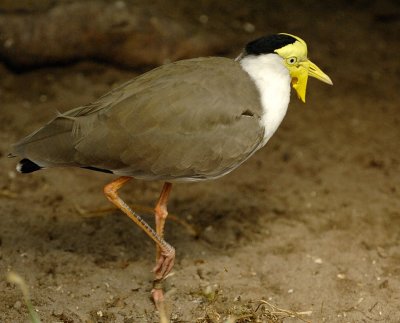 Bird_D2X8414.jpg