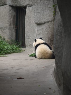 Panda Breeding Research Center