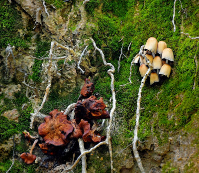 Stump Fungus
