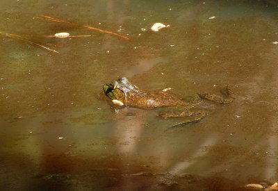FloatingFrog.jpg