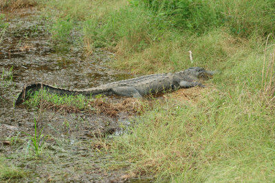 Alligator 1.jpg