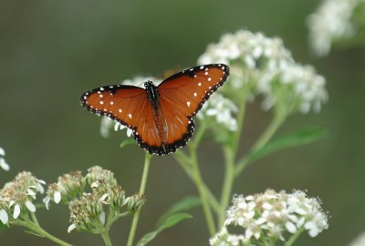 Queen Butterfly.jpg