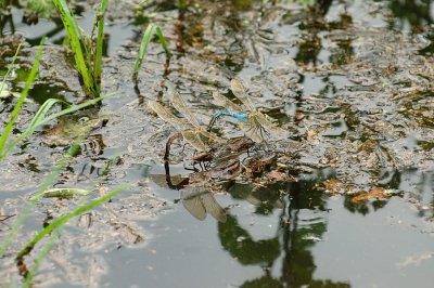 Dragonflies.jpg