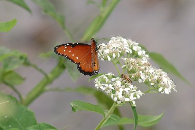 Another Queen Butterfly.jpg