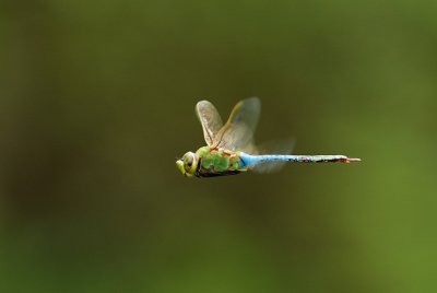 Dragonfly On the Wing (Common Green Darner)