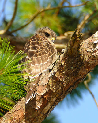 Young Red Shouldered Hawks 2008