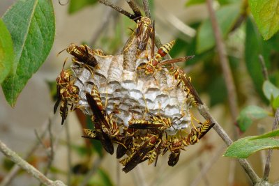 Paper Wasps 2.jpg