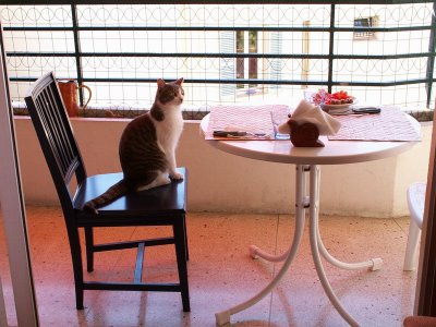 I Gatti Maschi di IDAG 2006