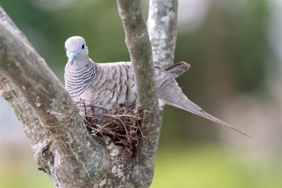 Peaceful Dove