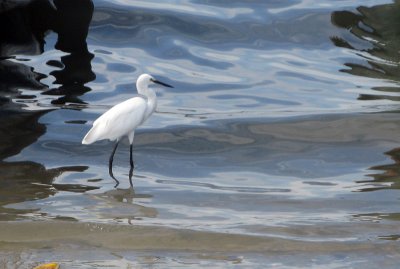 White Bird Hua Hin