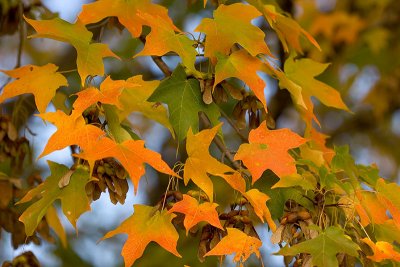Fall Colors