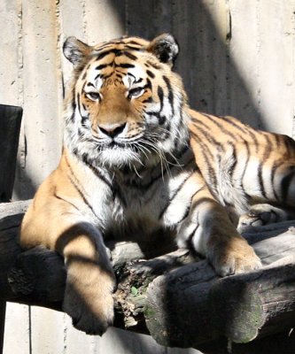 Amur Tiger 3