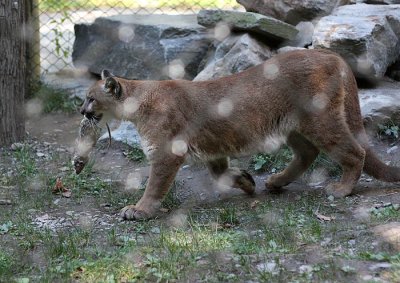 Cougar