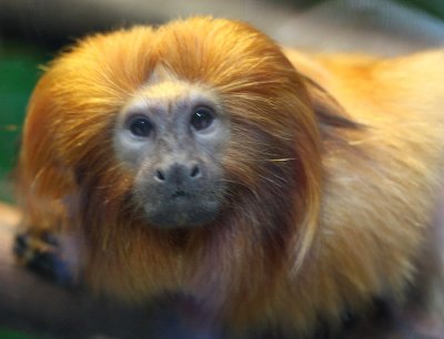 Golden Lion Tamarin