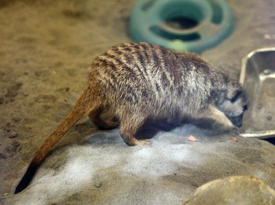 Meerkat