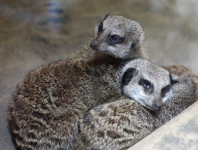 Meerkats 2