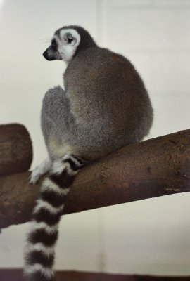 Ring Tailed Lemur