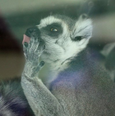 Ring Tailed Lemur 3