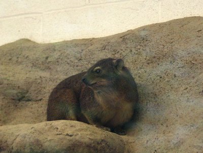 Rock Hyrax