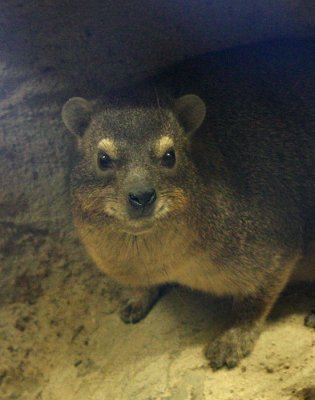 Rock Hyrax 2