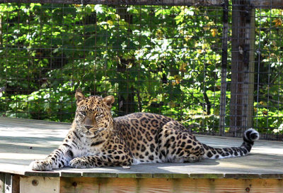 Amur Leopard