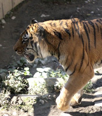 Amur Tiger 5