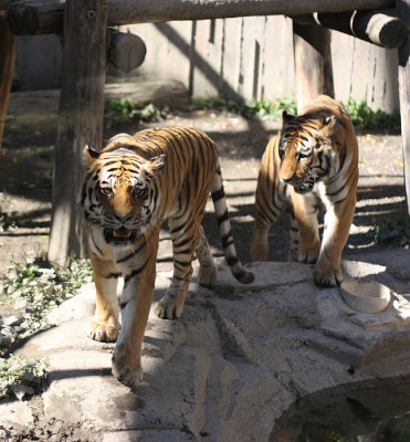 Amur Tigers 4