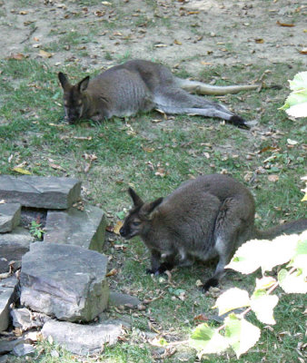 Bennetts Wallaby 3