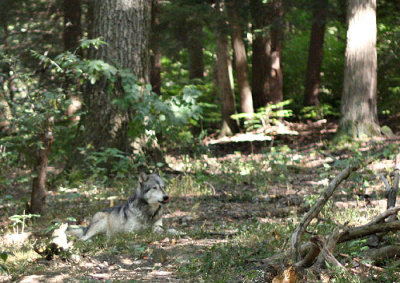 Grey Wolf 3