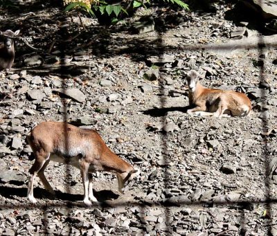 Mouflon 3