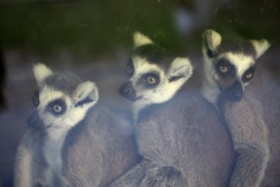 Ring Tailed Lemurs 4