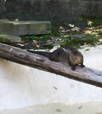 River Otter