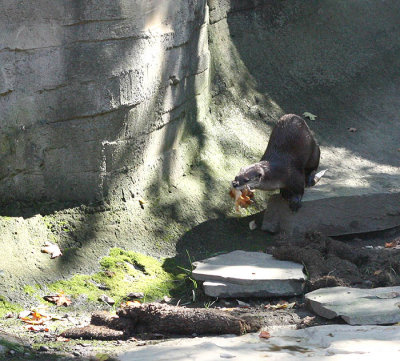 River Otter 2