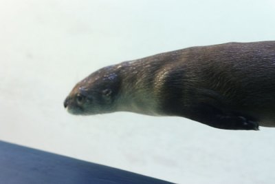 River Otter 3