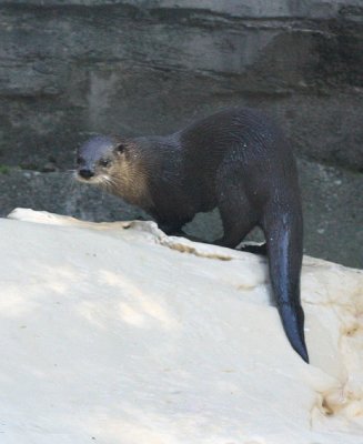 River Otter 4